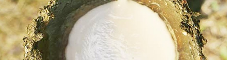 泰国制造 天然乳胶床垫 7.5CM加厚款